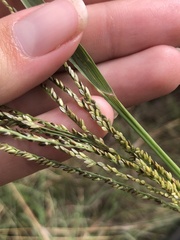 Digitaria diagonalis