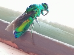 Stilbum