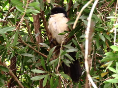 Centropus superciliosus burchellii