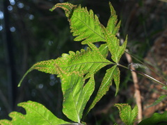 Tectaria subtriphylla