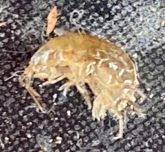 Arcitalitrus