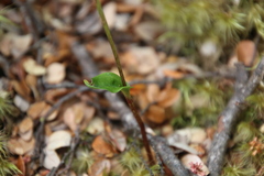 Adenochilus gracilis