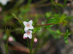Cyanothamnus nanus nanus