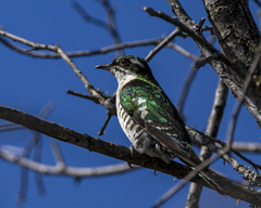 Chrysococcyx caprius