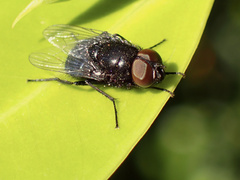 Australophyra rostrata