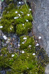 Utricularia grampiana