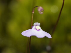 Utricularia grampiana
