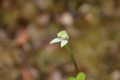 Adenochilus gracilis