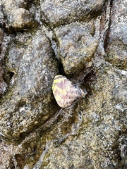 Austrocochlea porcata