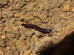 Leptogoniulus sorornus