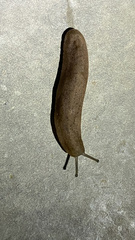 Sarasinula plebeia