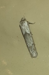 Hypatopa punctiferella