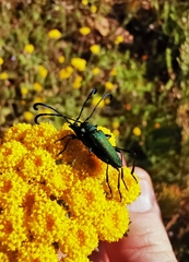 Hypocrites scabriusculus