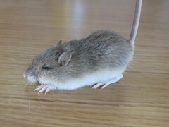 Perognathinae