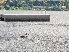 Podiceps cristatus australis