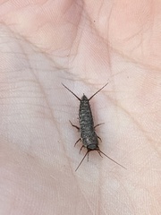 Allacrotelsa spinulata