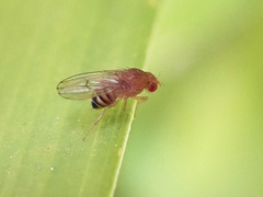 Drosophila immigrans