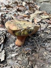 Suillellus amygdalinus