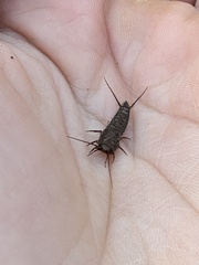 Allacrotelsa spinulata