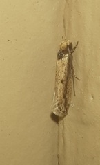 Tinea apicimaculella