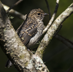 Muscicapa adusta adusta