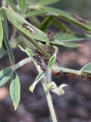 Parasphecodes