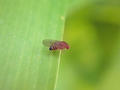Drosophila immigrans