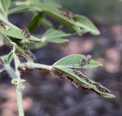 Parasphecodes
