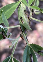Parasphecodes