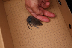 Myosorex longicaudatus