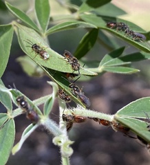Parasphecodes