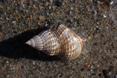 Nassarius fossatus