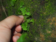Tectaria zeilanica