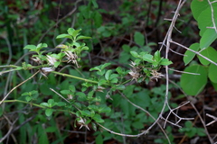 Barleria saxatilis