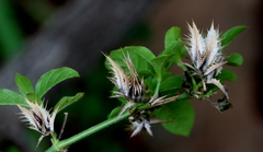 Barleria saxatilis