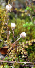 Anaphalioides bellidioides