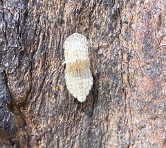 Ledromorpha planirostris