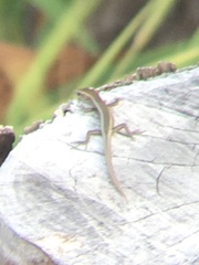 Cryptoblepharus poecilopleurus