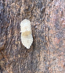Ledromorpha planirostris