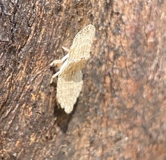 Ledromorpha planirostris