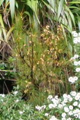 Dracophyllum