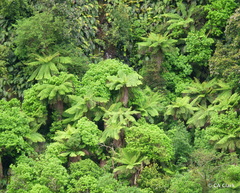 Cyathea smithii