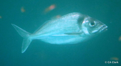 Nemadactylus macropterus