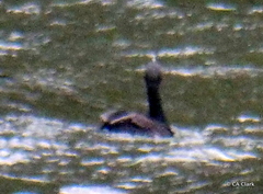 Phalacrocorax sulcirostris