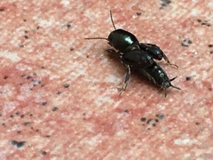 Tridactylidae