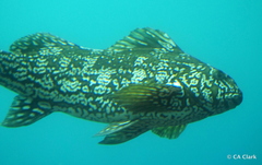 Aplodactylus arctidens