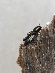 Tridactylidae