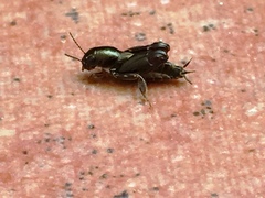 Tridactylidae