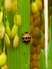 Coccinelloidea