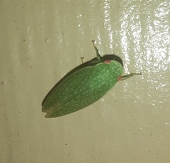 Rugosana